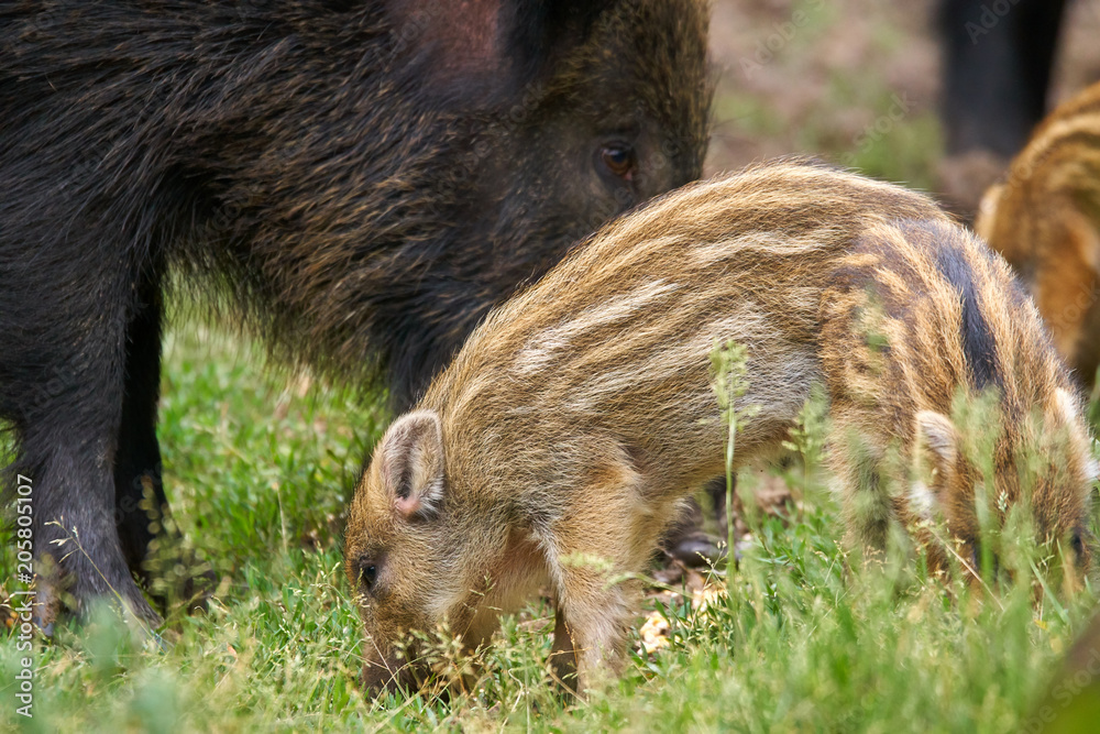 Wild hogs in the forest