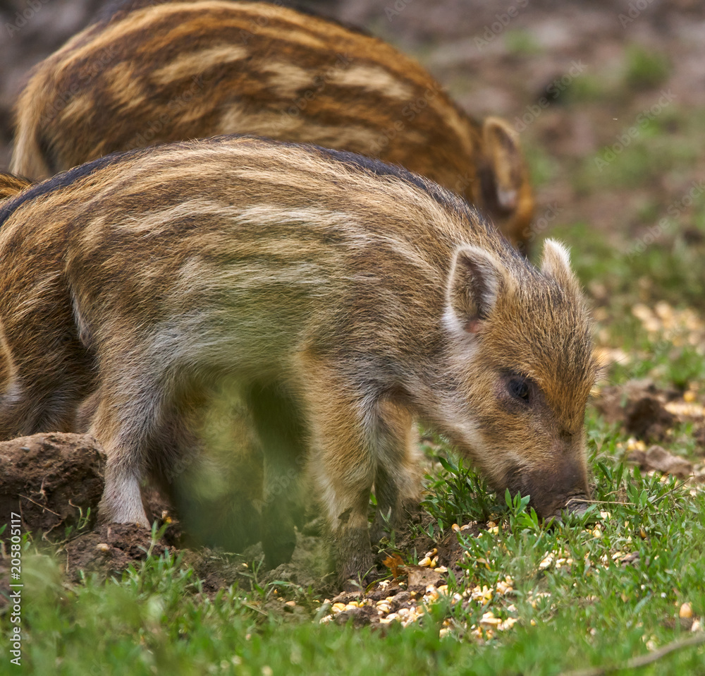 Wild hogs in the forest Wild hogs in the forest