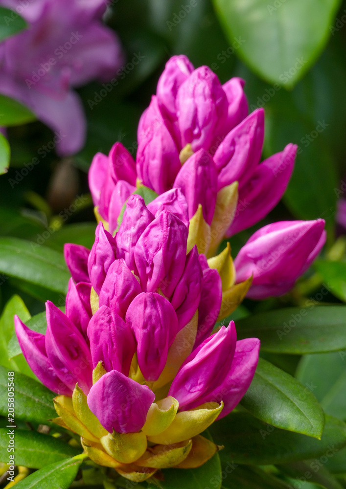 Obraz premium Rhododendron