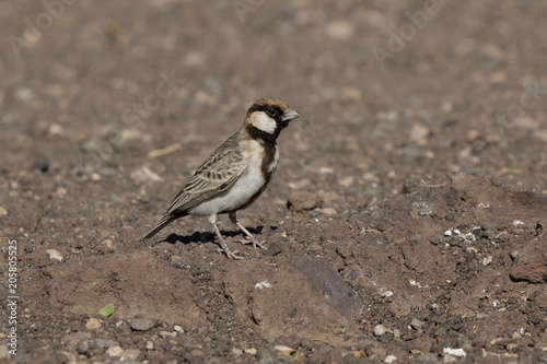 Fischers sparrow-Lark that sits on the rocky slope of a small mountain among the African savanna