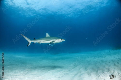 Caribbean reef shark