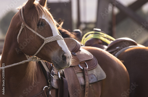 Fototapeta Naklejka Na Ścianę i Meble -  Tied up horses at a rodeo.