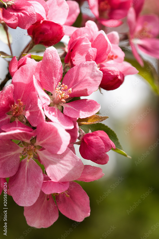Obraz premium Close Up of Pink Apple Blossoms in Spring