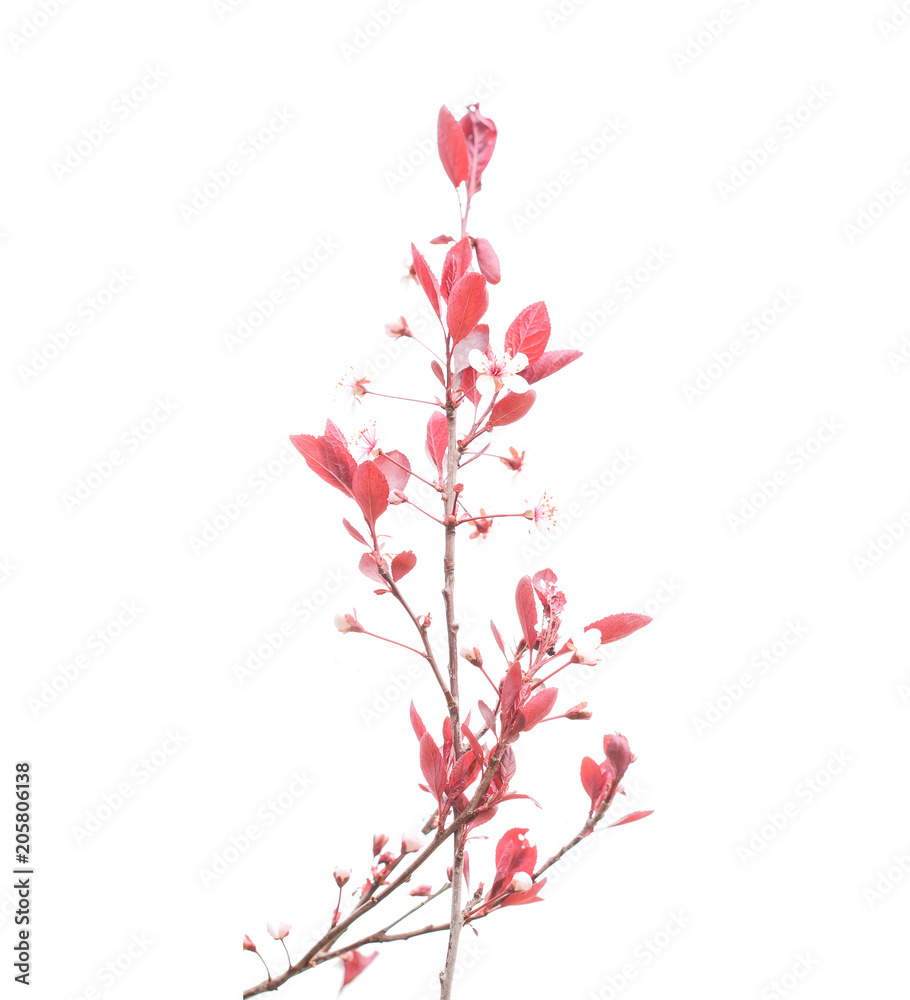 Delicate pink buds against a white background