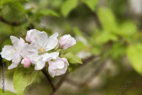 Fototapeta Naklejka Na Ścianę i Meble -  White Apple Blossoms