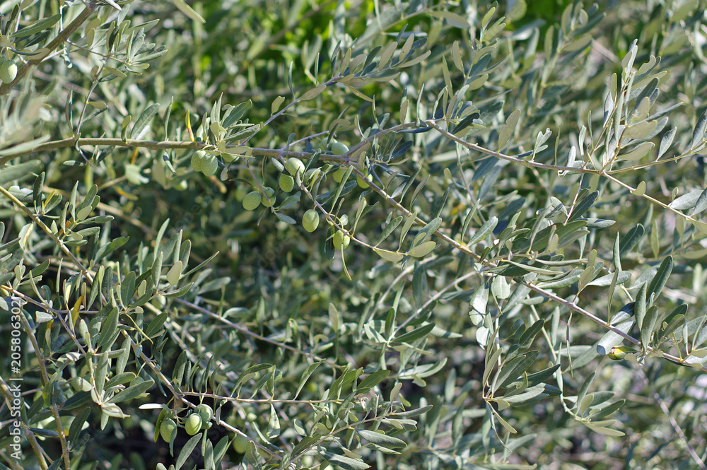 Green olives on a tree on a Italian island of Sicily Green olives on a tree on a Italian island of Sicily