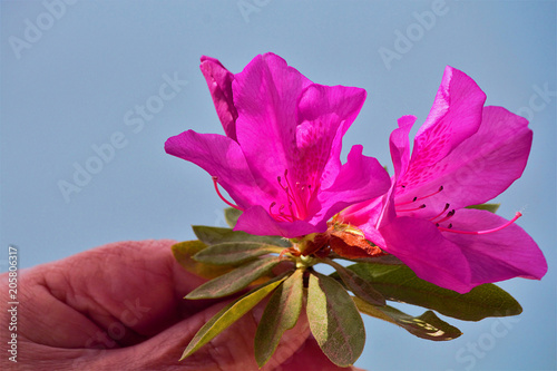 Hello Spring. Azalea (Latin Azalea), one of the most beautiful species of flowering plants of the genus Rhododendron (Rhododendron). A flower in a woman's hand. Against the blue sea and the beach. photo