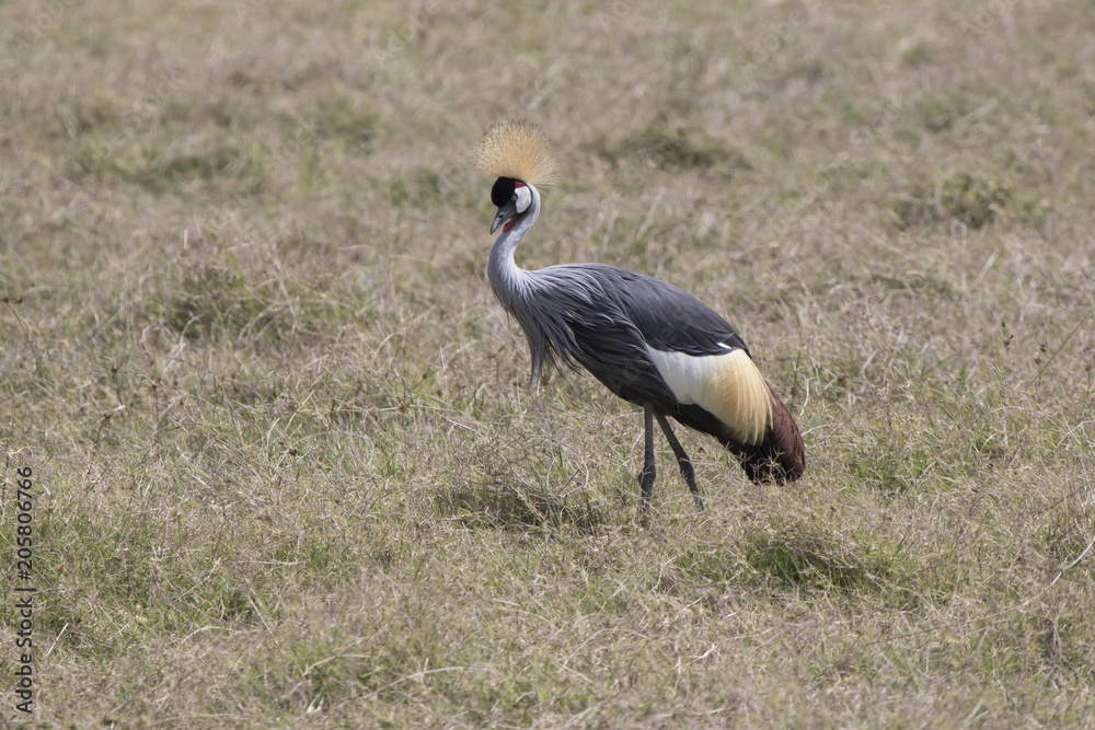 grey crowned crane that stands among the dry grass in the savanna during the dry season grey crowned crane that stands among the dry grass in the savanna during the dry season