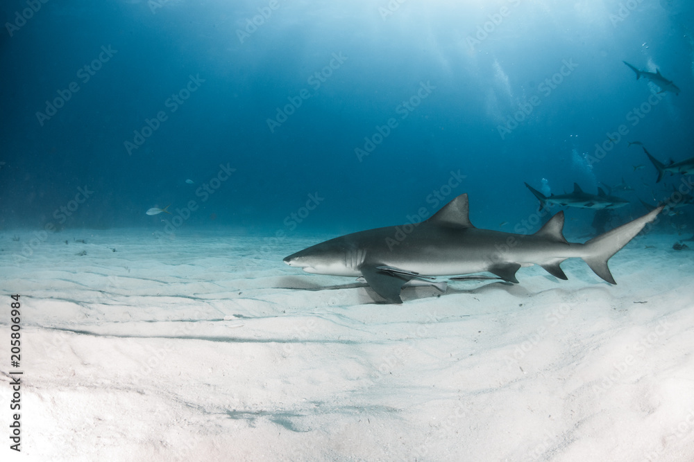 Fototapeta premium Lemon shark