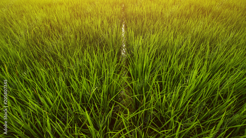 Rice Field Landscape, Paddy Field Landscape