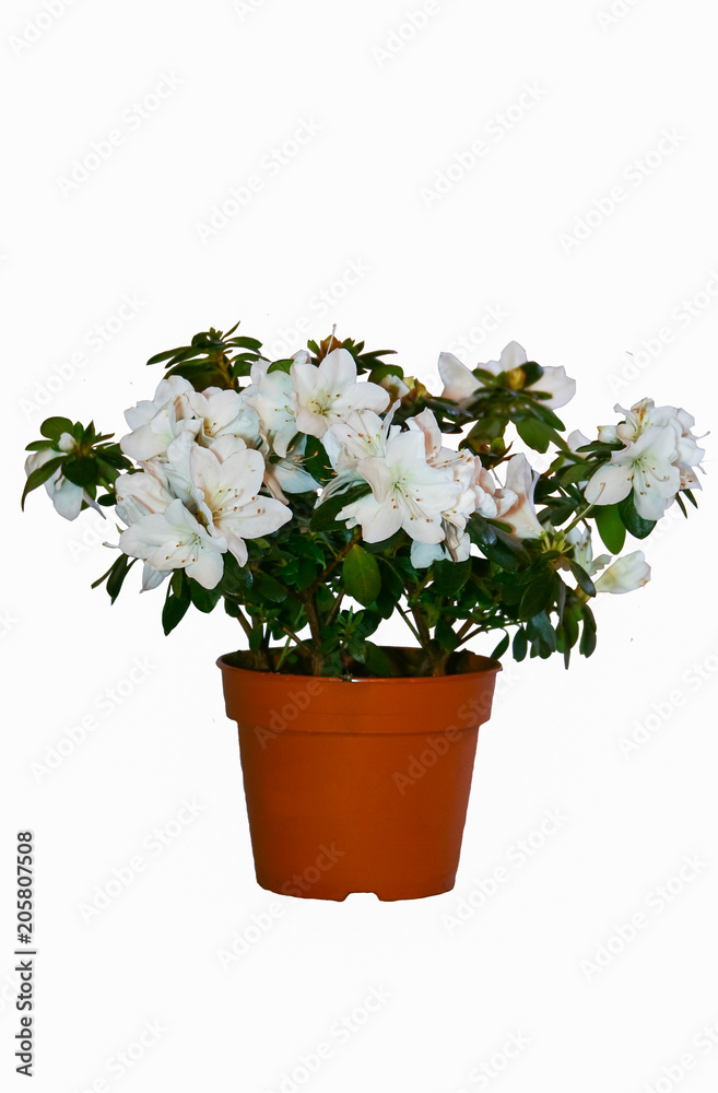 houseplant on a white background