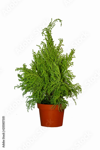 a houseplant on a white background