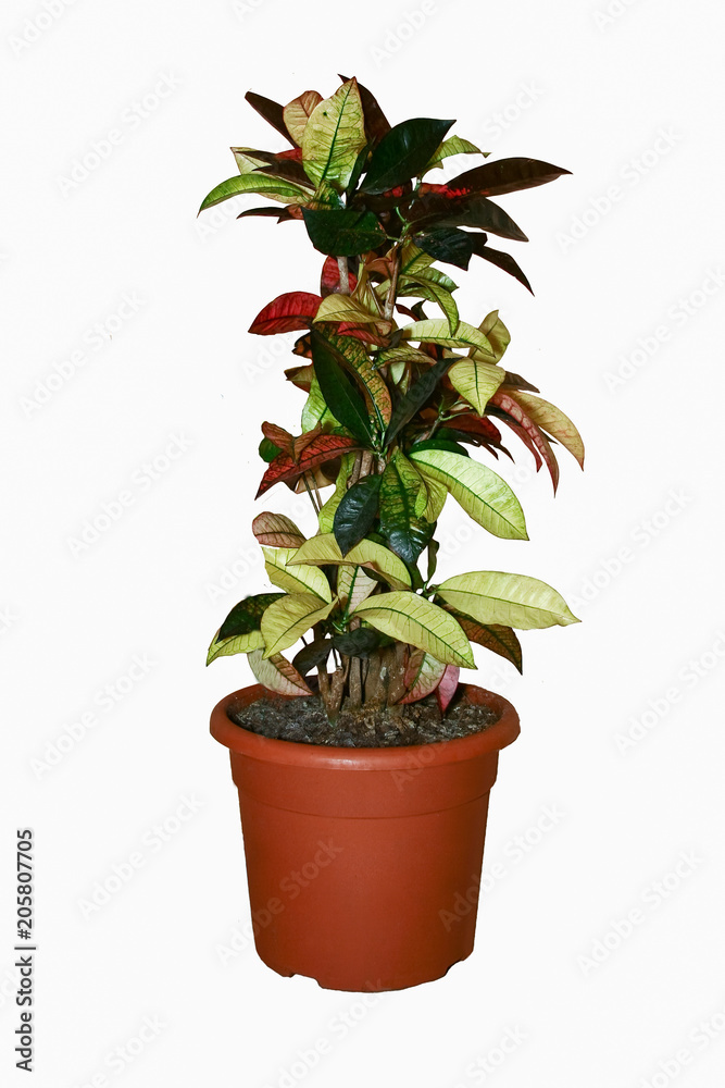 Fototapeta premium houseplant on a white background