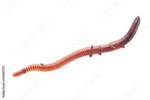 Macro shot of red worm Dendrobena in manure, earthworm live bait for fishing isolated on white background.