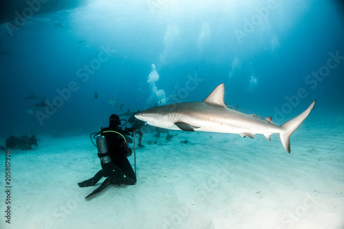 Caribbean reef shark