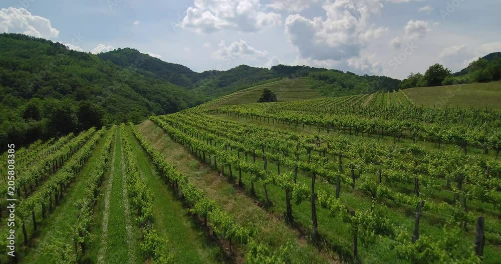 Aerial video in an amazing vineyards landscape, with drone, above vineyards in a beautiful day. Aerial video in an amazing vineyards landscape, with drone, above vineyards in a beautiful day.