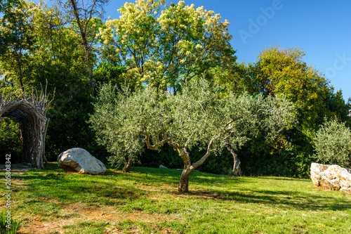 Olive trees as decoration in public park