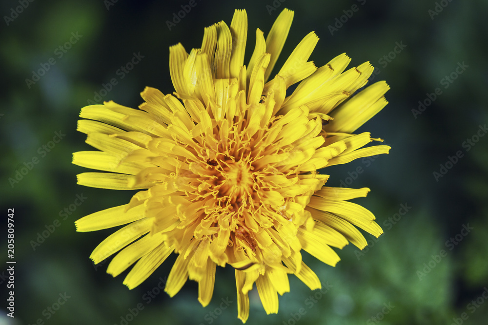 Fresh Dandelion Flower