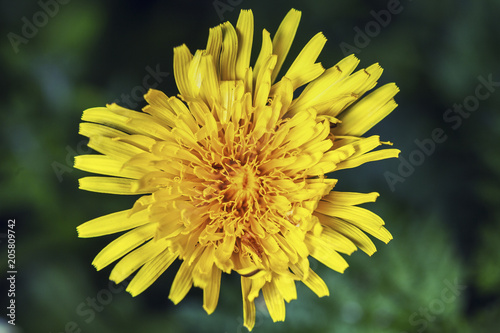 Fototapeta Naklejka Na Ścianę i Meble -  Fresh Dandelion Flower