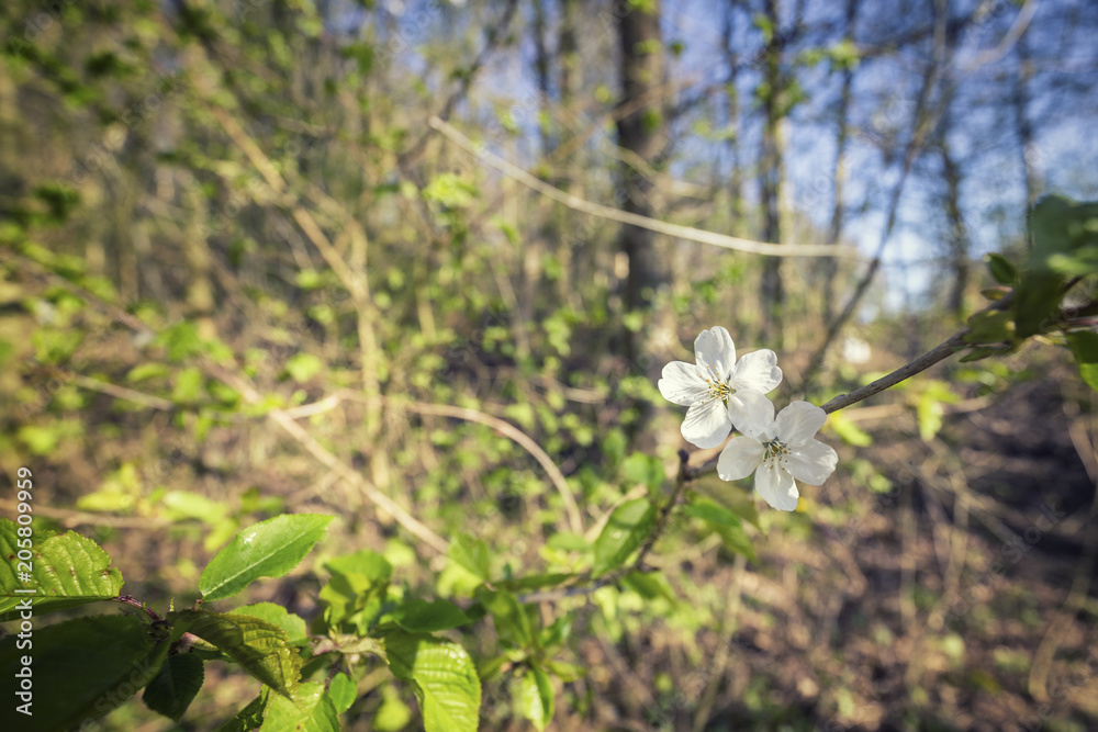 White Cherry Flower on Tree Branch White Cherry Flower on Tree Branch