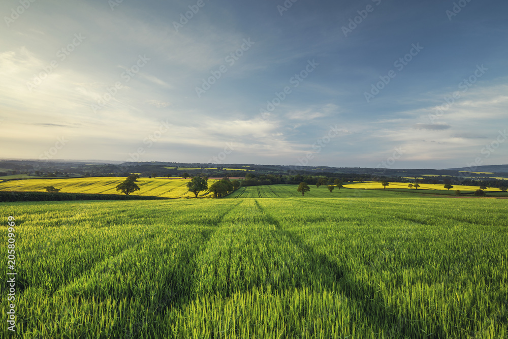 Sunrise Light over Green Wheat Field at Spring