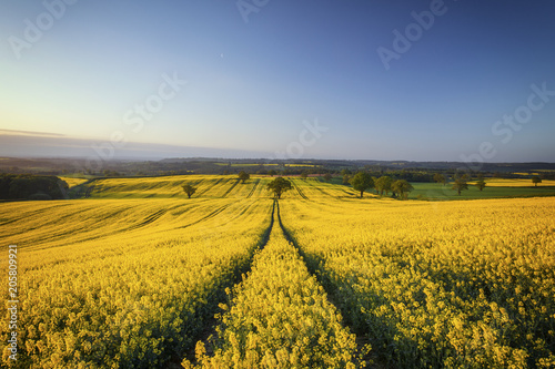 Hilly Rapeseed Field at Sunrise