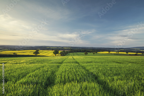 Sunrise Light over Green Wheat Field at Spring