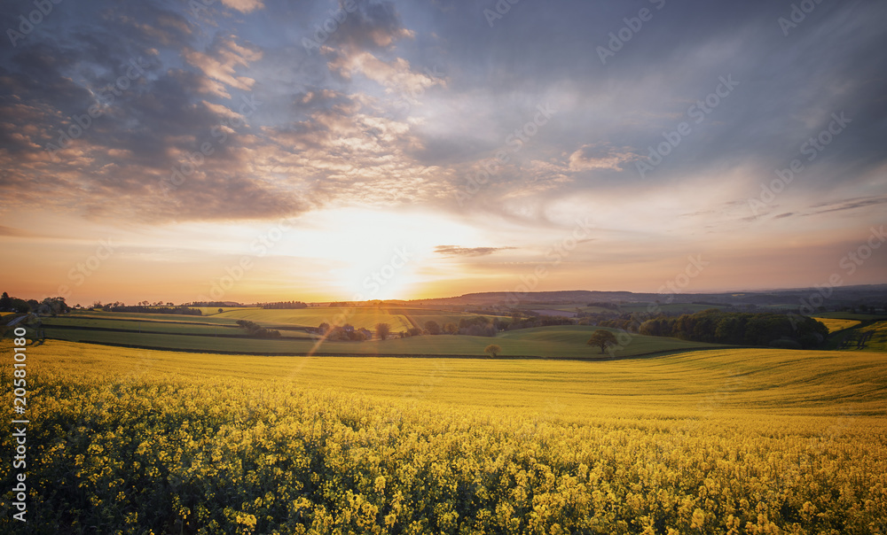 Sunrise over Blooming Rapeseed Field at Spring