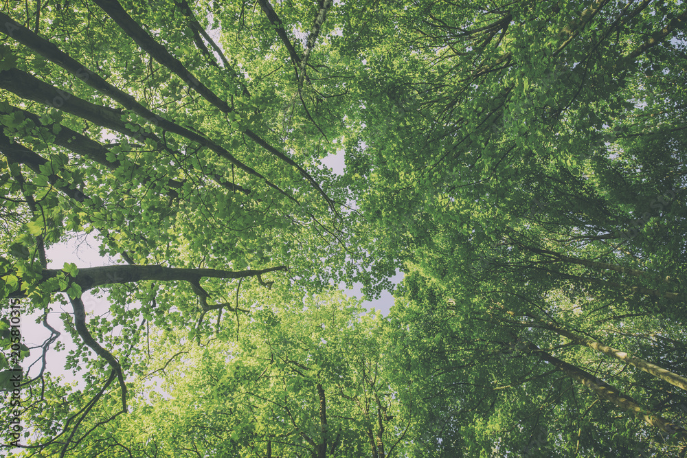 Fresh Green Leaves Looking Up Fresh Green Leaves Looking Up