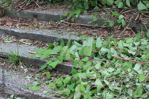 Nature taking over