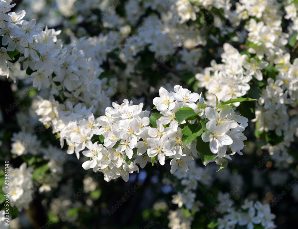 The branch of a blossoming apple tree. The branch of a blossoming apple tree.
