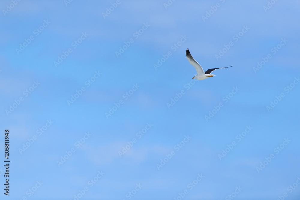 Flying seagull