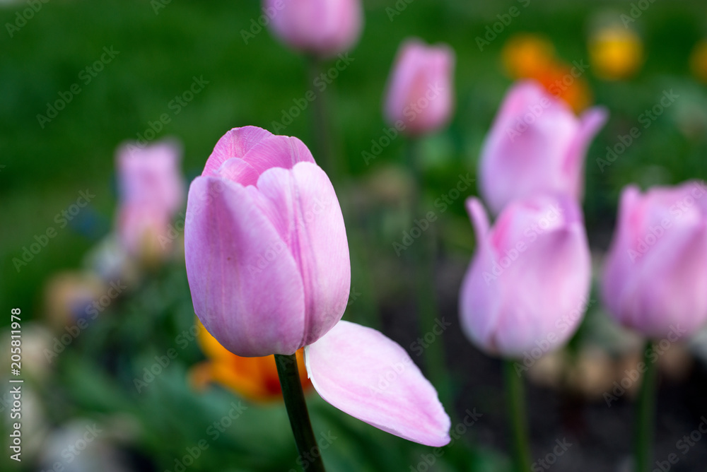 Pink tulip on the flowerbed. Close-up.