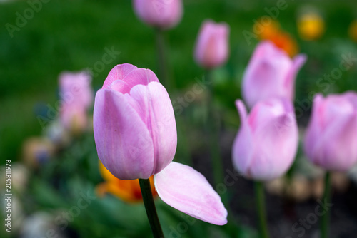 Pink tulip on the flowerbed. Close-up.