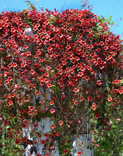 Bignonia capreolata variety Atrosanguinea photo