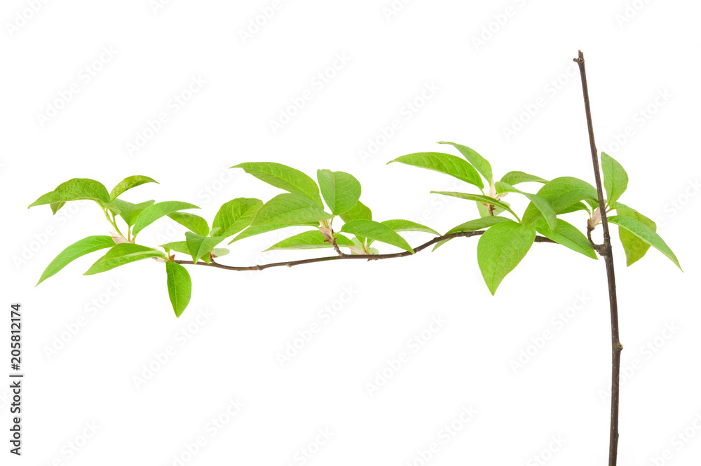Naklejka premium Bird cherry (Prunus padus) branch in spring. Isolated on white background.