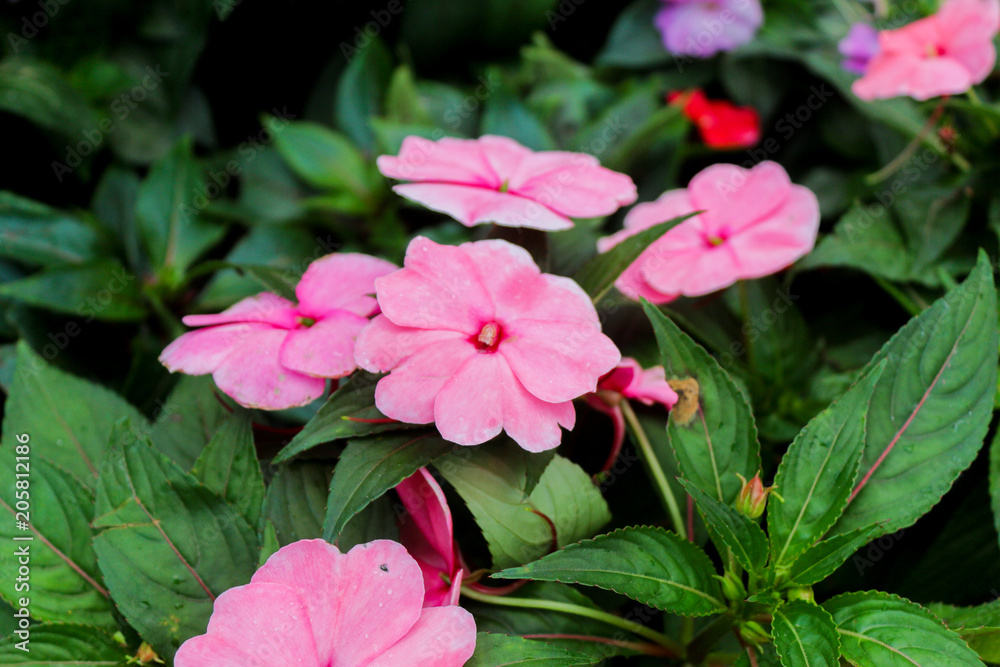 Pink flowers in Hong Kong Chin