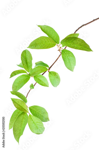 Bird cherry (Prunus padus) branch in spring. Isolated on white background.