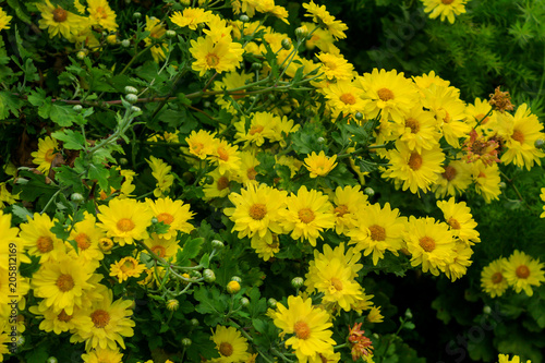 Yellow flower Yellow flower background at Hong Kong Island