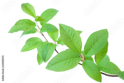 Bird cherry (Prunus padus) branch in spring. Isolated on white background.