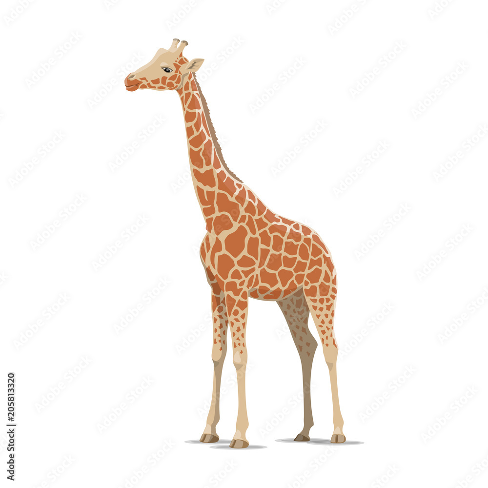 Obraz premium Żyrafa wektor dzikie zwierzę na białym tle ikona