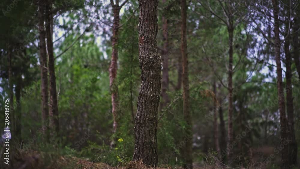 Funny Young Man magically appears walking behind a tree in the forest Funny Young Man magically appears walking behind a tree in the forest