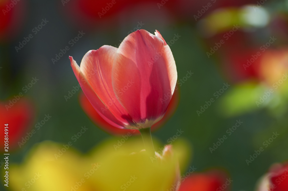 Several colorful tulips. A red flower is illuminated by sunlight. Soft selective focus.Object closeup. Bright colorful background. Motif of the concept of spring in nature. Photo for your design.