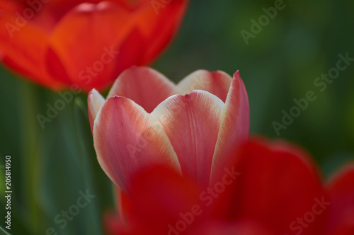 Several colorful tulips. A red flower is illuminated by sunlight. Soft selective focus.Object closeup. Bright colorful background. Motif of the concept of spring in nature. Photo for your design.