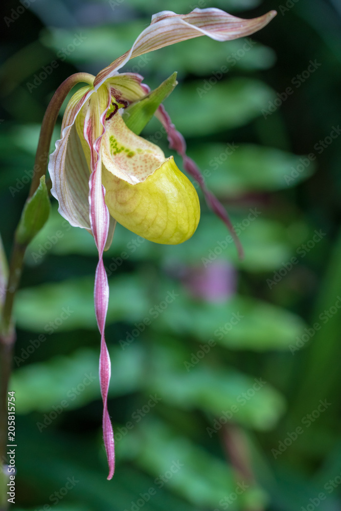 Obraz premium Frauenschuh