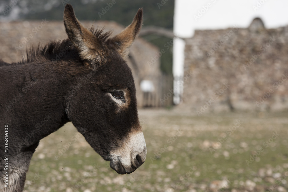 Asini del Golgo Sardegna, Baunei Asini del Golgo Sardegna, Baunei