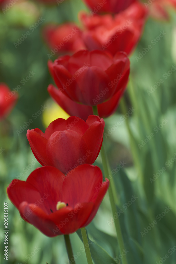 Several colorful tulips. A red flower is illuminated by sunlight. Soft selective focus.Object closeup. Bright colorful background. Motif of the concept of spring in nature. Photo for your design. Several colorful tulips. A red flower is illuminated by sunlight. Soft selective focus.Object closeup. Bright colorful background. Motif of the concept of spring in nature. Photo for your design.