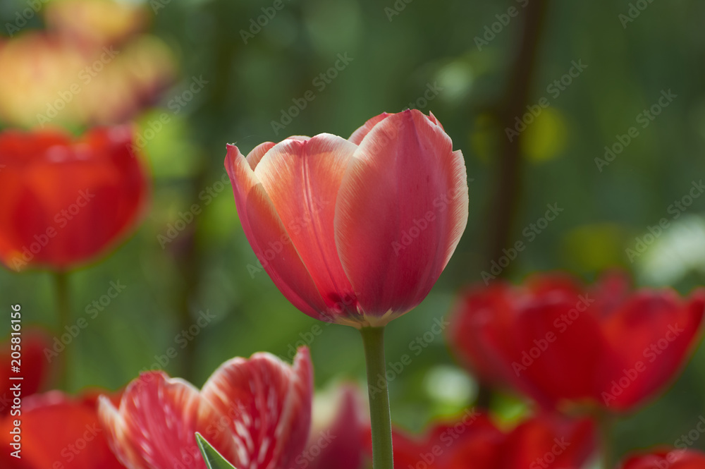 Several colorful tulips. A red flower is illuminated by sunlight. Soft selective focus.Object closeup. Bright colorful background. Motif of the concept of spring in nature. Photo for your design.