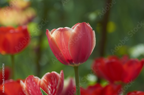 Several colorful tulips. A red flower is illuminated by sunlight. Soft selective focus.Object closeup. Bright colorful background. Motif of the concept of spring in nature. Photo for your design.