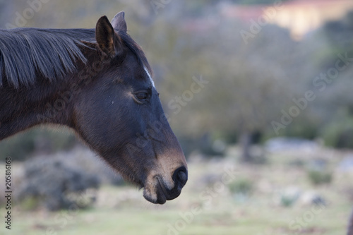Cavalli del Golgo © Daniele